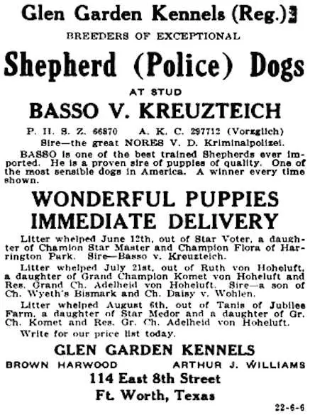 CH (AKC) Basso vom Kreuzteich