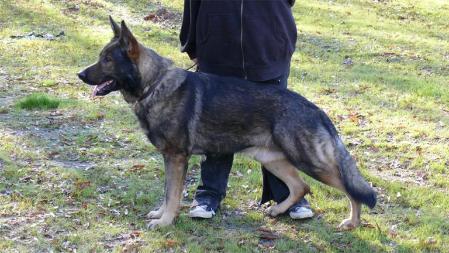 U-CH EK's Hanibal vom Ramhausen