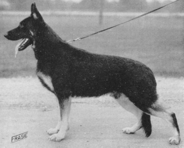 CH (US) Wilva Don's Faust