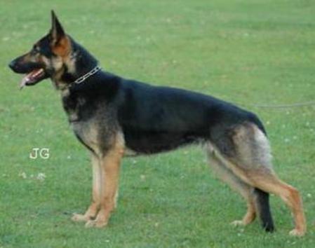 Bliska von Spitzbubezwinger