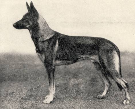 Horst vom Flügelrad