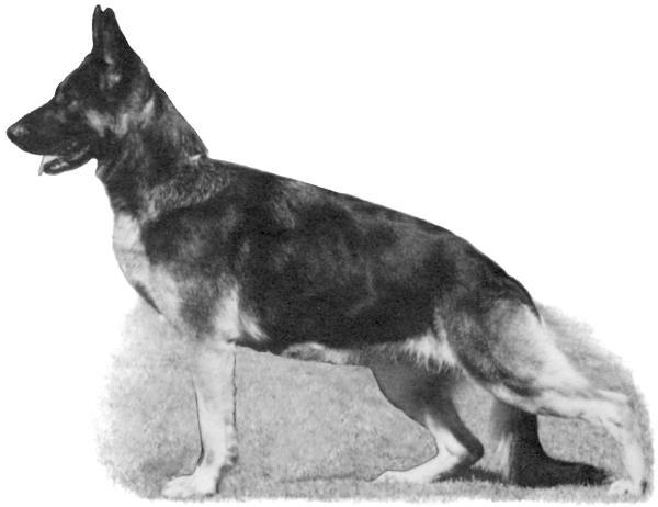 CH (AKC) Von Nassau's Hanna Maria