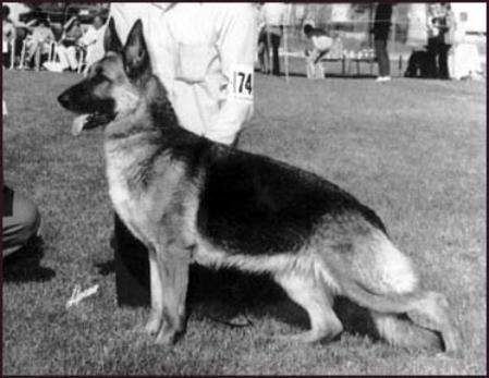 CH Doppelt-Tay's Gilda