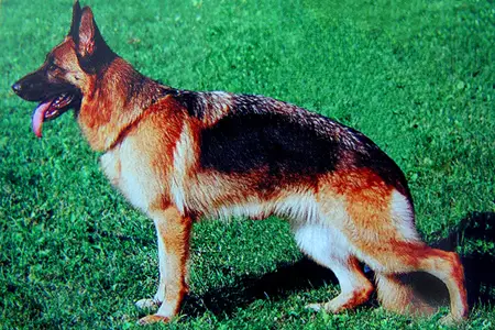 Astra von der Asmheim