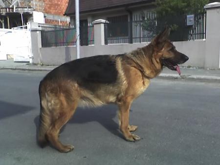 Ceila vom Brunhild-Ro