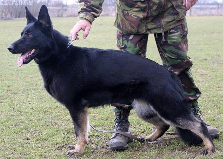 Nina vom Haus Salztalblick