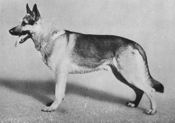 Gram vom Buschwindröschen