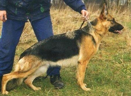 CH.PL INT.CH. Sami Woj-Bas