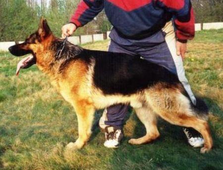 CH.PL Cello Linabero