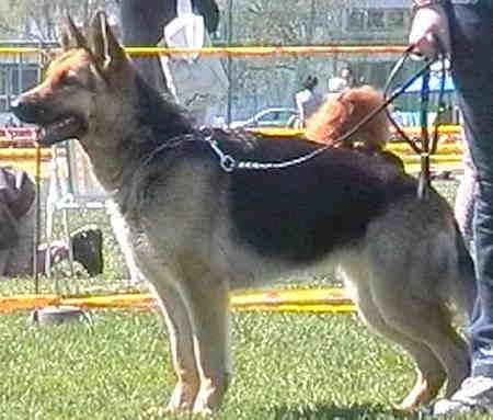 Astra z Weselskiej Zagrody