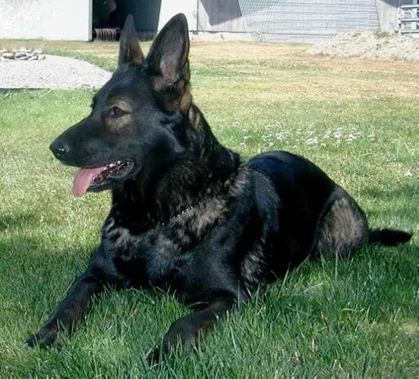Ittiana von Schraderhaus