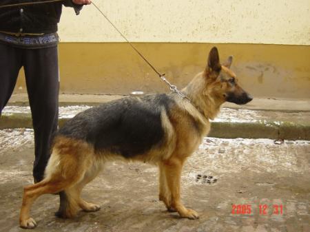 Tauben-Hausen Carmen