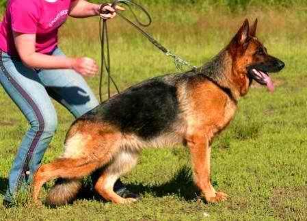 VA (RU) Akselbrunnen Gandia