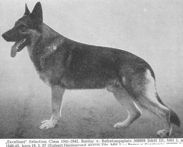 VA Baldur vom Befreiungsplatz