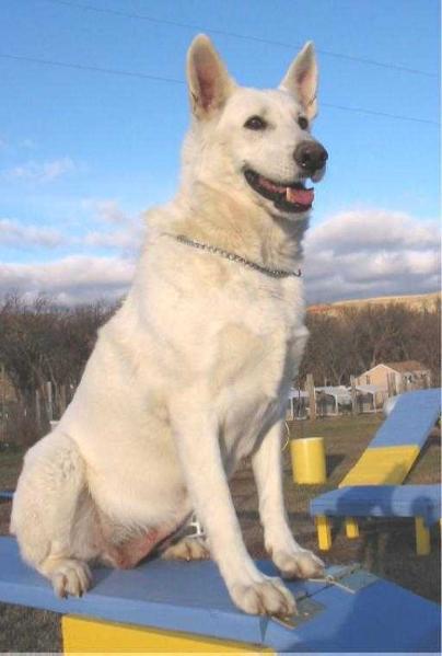 Dakota's Misty White Shadow
