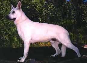 Daybreaks Otto Moonshine