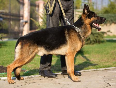 Enzo von Varthof