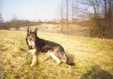 G Koly Favory Cross