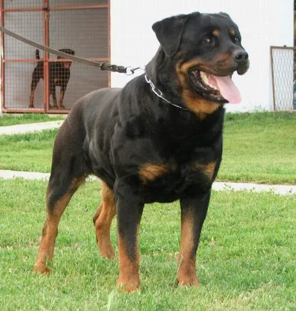 YUG CH, 3BOB, 6CAC, Black od Dragicevica