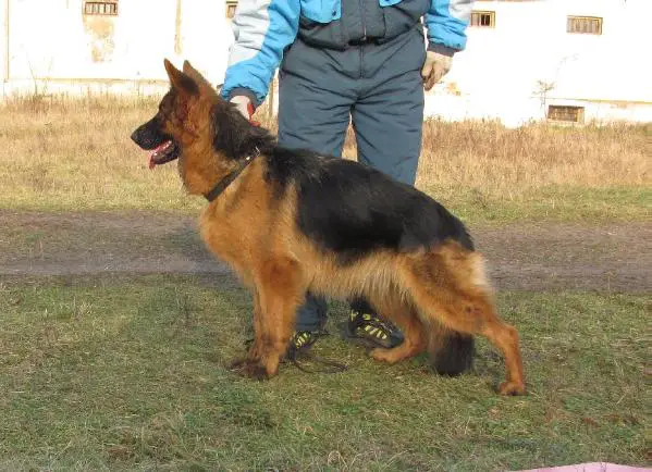 TORA Woj-Bas