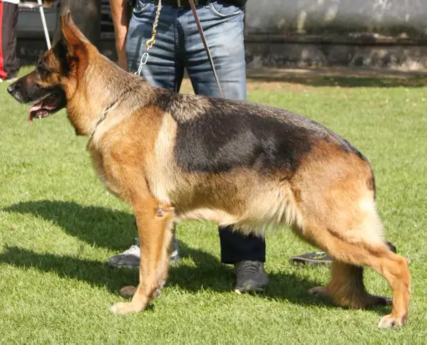 SG 35   BSZS 2007 Phanta von der Zenteiche