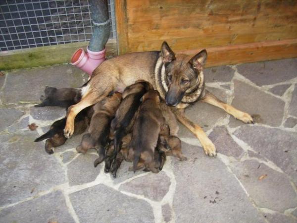 G Geli aus der Königshöhle