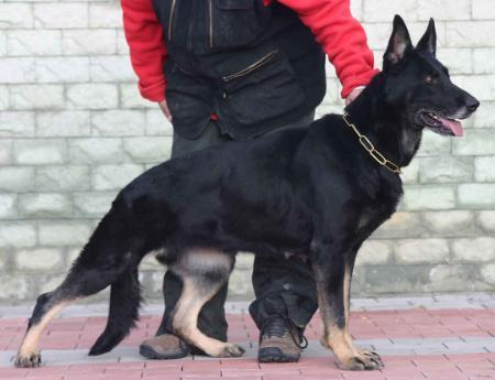 SG Ada Vlador
