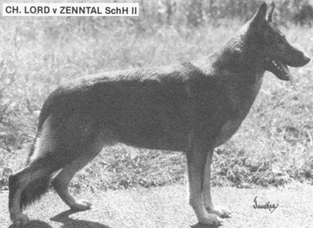 CH (US) Lord vom Zenntal