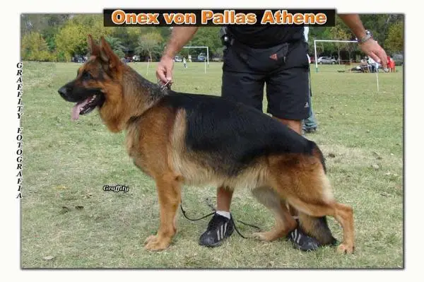 Onex von Pallas Athene