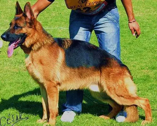 SG Xenio de Basteral