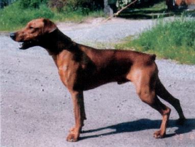 Dorthonion CASTAMIR-COIRE