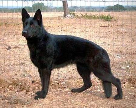 Dana vom Klödener Riß