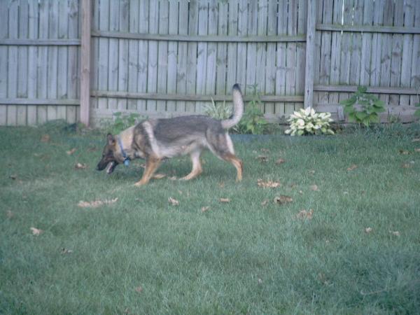 Fireside's Göttin von Klugheit