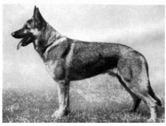 Dago aus dem Leineweberhofe