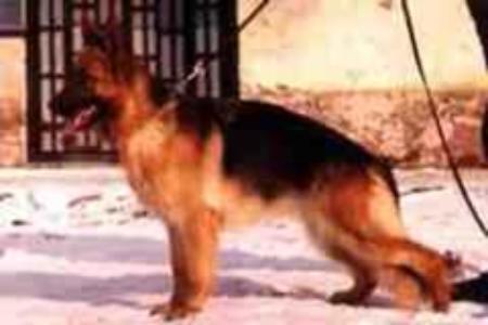 V Aischa in Regnum Marianum