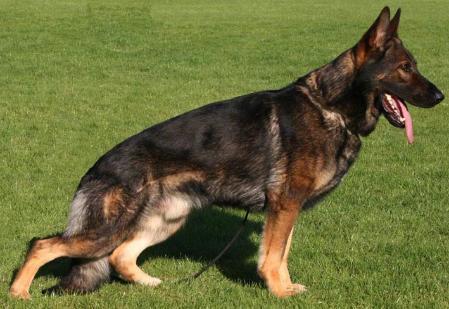 G Indo vom Hexenmeister