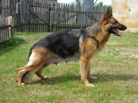 V (PL) Gandia Inwitro