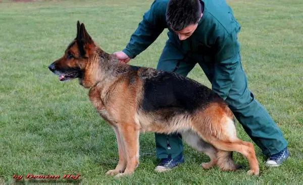 V(SER,CRO) Joga vom Panoniansee