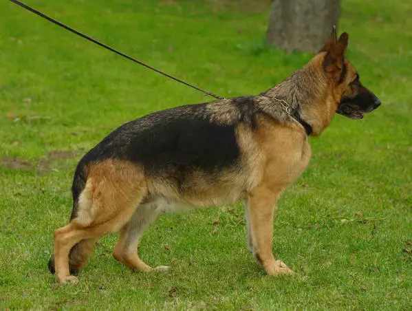 V Mausi ze Skalnego Wzgórza (2005)