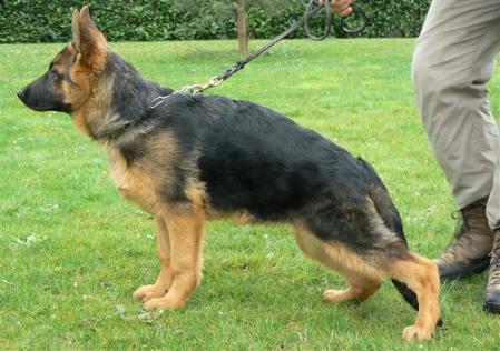 Dafne di Casa Beggiato