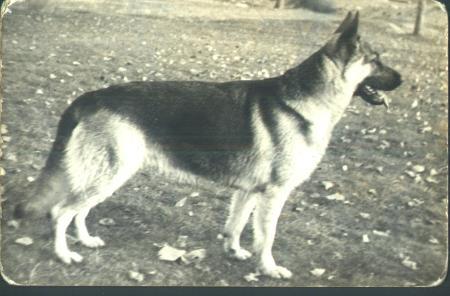 Zilly vom Badener-Land