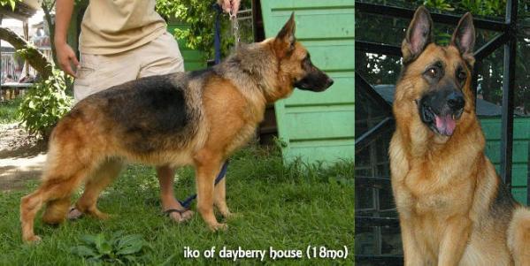 Iko of Day Berry House