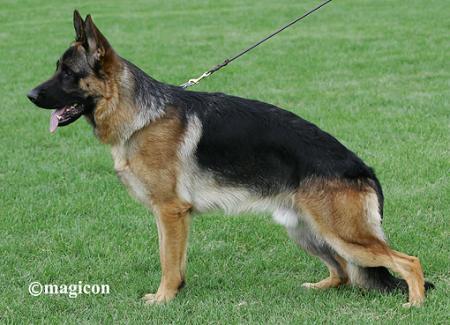 Robin von Bellissimo