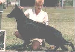 Jendhi Shepherds Louise