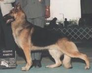 Padrino's St. Jude v Caprice