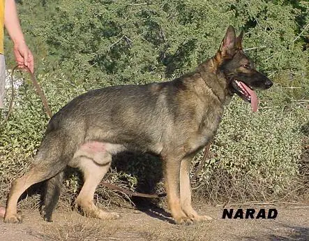 Narad z Alpinedragon