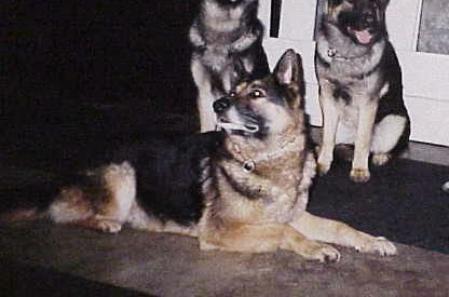 Forst Haus Toro von Neena