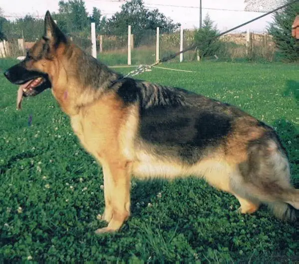 VA2 (IT SAS 2005) Nika (2001)
