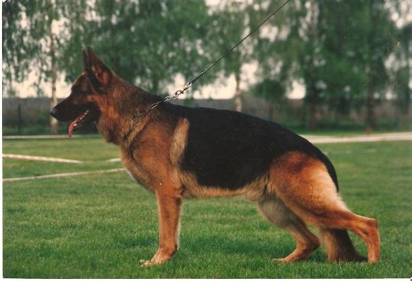 V7 Enzo von der Burg Aliso