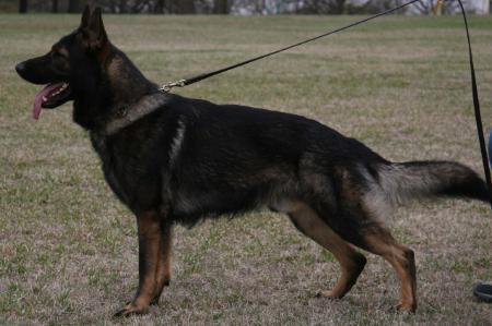 Malik von der Huelhin Haus